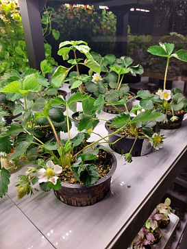 Цифровая Био-лаборатория для выращивания ягод – портал поставщиков НСППО - 2